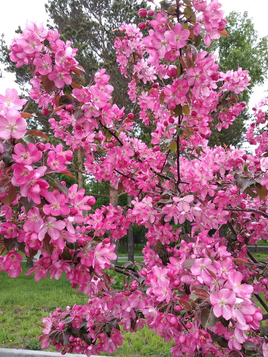 Яблони сорта "Рудольф"