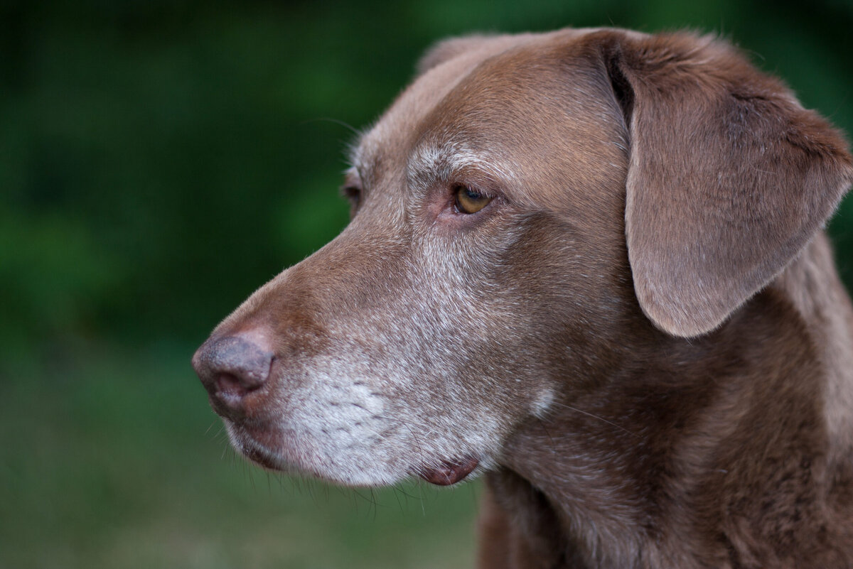 Фото с wikipet.ru для примера