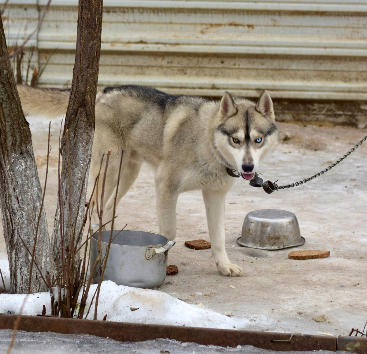 Грег (Армен его пристегнул, иначе он не давал проводить съемку)