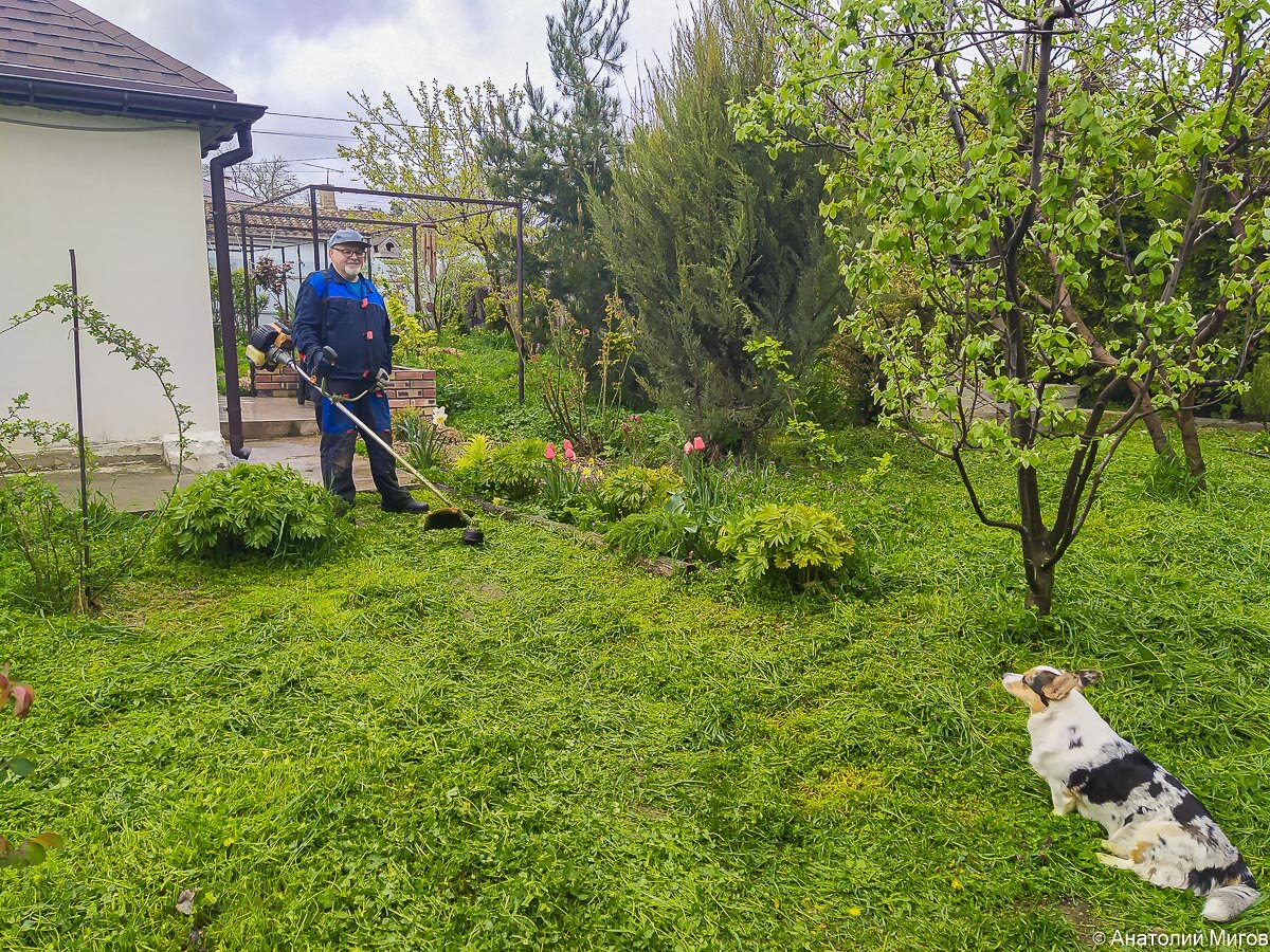 Чем засеять чтобы не косить