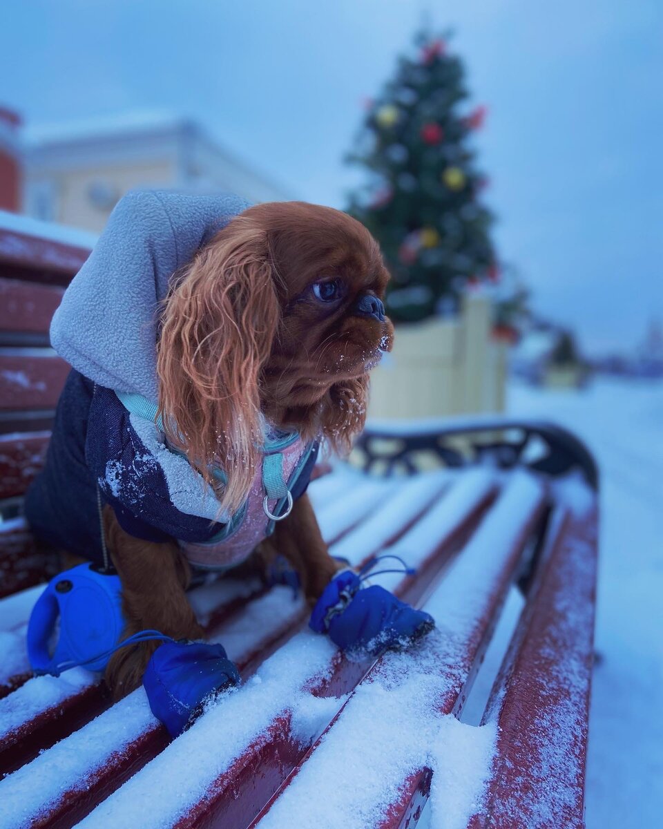 Лола носится, как угорелая, но стоит её только куда-нибудь посадить, как она становится фотомоделью