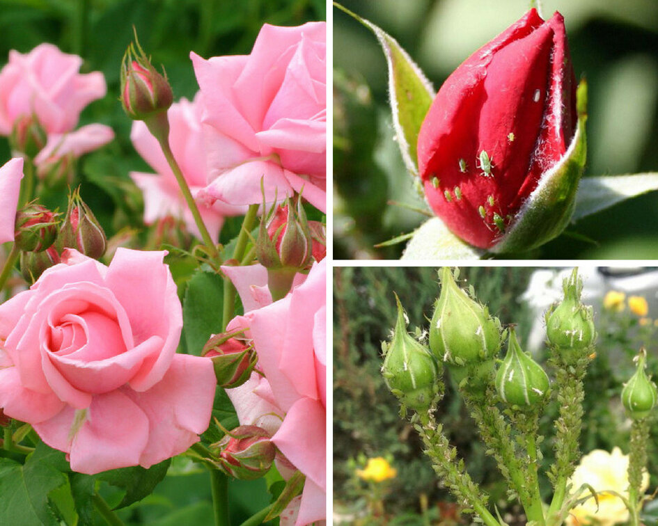 Взято из открытых источников