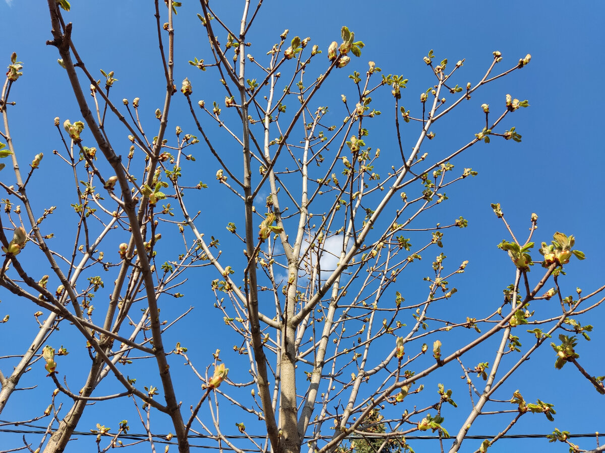 А это вроде каштан. А может не каштан))) Я тот еще знаток флоры и фауны. Фото автора