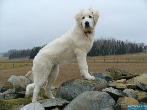 ­
­ВЕНГЕРСКИЙ КУВАС.

Продолжим описание больших белых сторожевых, ведущих свою родословную от османских собак. Хотя кувас истинно венгерская порода, но само его название имеет турецкое происхождение и означает "хранитель покоя". Он полностью оправдывает свое имя и со времен средневековья бдительно охраняет интересы своих хозяев. Первоначально предназначался для охраны отар, затем стал неподкупным сторожем и телохранителем. Врожденная настороженность, недоверчивость к чужим, сила и отвага присущи этим собакам. Вместе с тем, они более послушны и легки в общении, чем их румынские и греческие собратья, и могут быть другом семьи. Они от¬личаются умом и сметливостью. Кувасы выносливы и работоспособны, и для того, чтобы собаки были в хорошей форме им нужно много места и времени для выгула. .
Кувасы - собаки выше среднего и крупного роста, мощного, пропорционального, без признаков грубости сложения. Замечательны белая и цвета слоновой кости пушистая "шуба" и горящие на ее фоне черным агатом живые и наблюдательные глаза.
Порода зарегистрирована в анналах мировой кинологической цивилизации, имеет не очень многочисленных, но верных поклонников в различных странах.