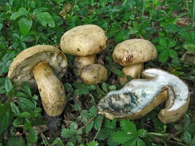 Без вины виноватый Гриб Синяк (Gyroporus cyanescens).