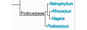 Подокарпеи.