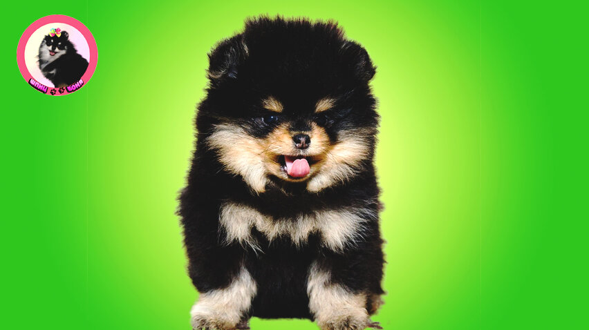 Мини-шпиц 🐾 Шпиц Боня