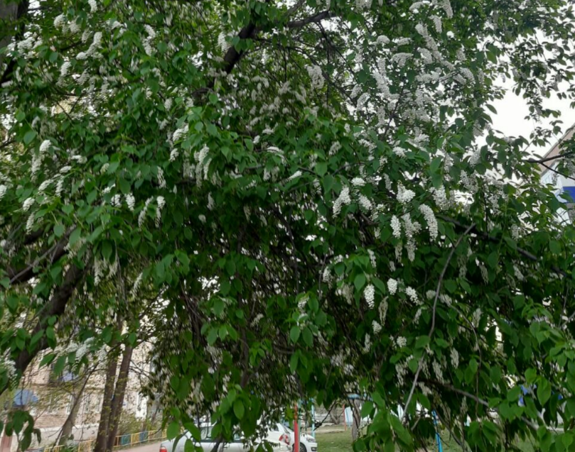 Фото автора.