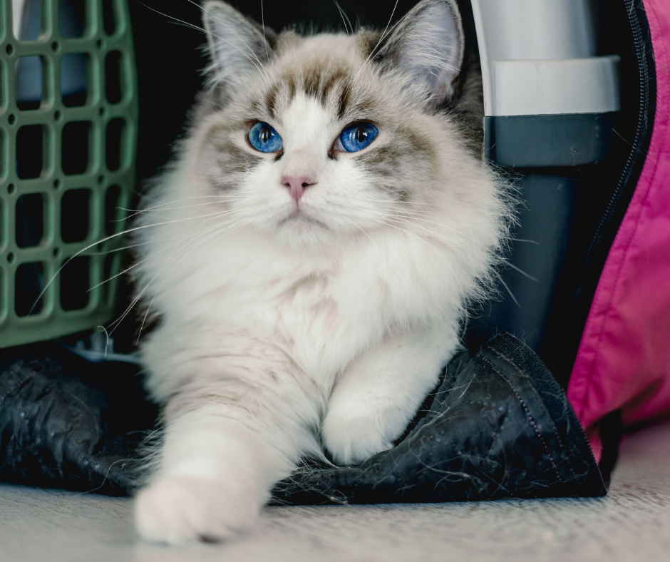 Переноска для кошки