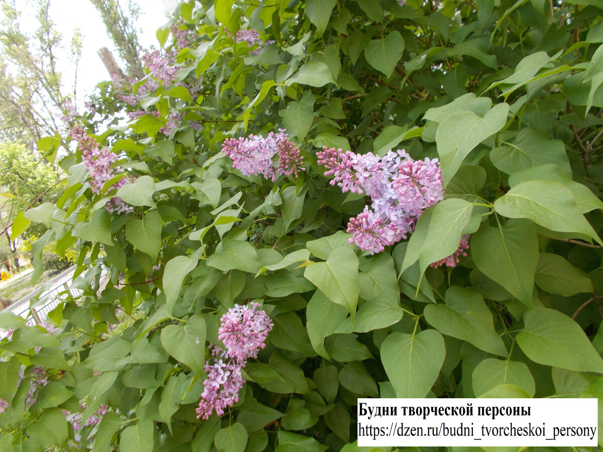 Начало 20-х чисел апреля 2023. У нас зацвела сирень