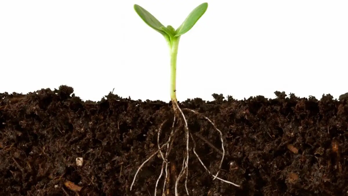 Фото:farmtario.com