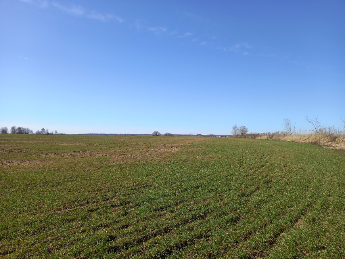 Озимые, первая декада апреля