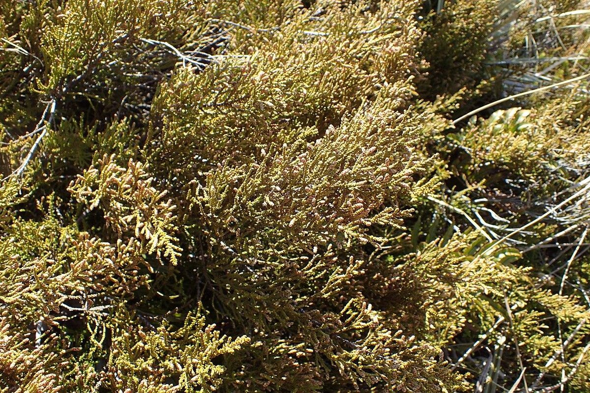Лепидотамнус слаболистный (Lepidothamnus laxifolius).