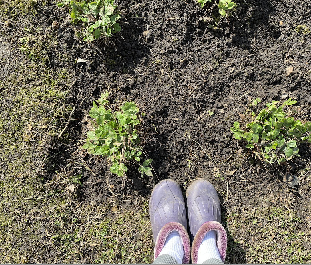 Подскребла иголки, убрала сухие листья, привела в порядок землянику и клубнику