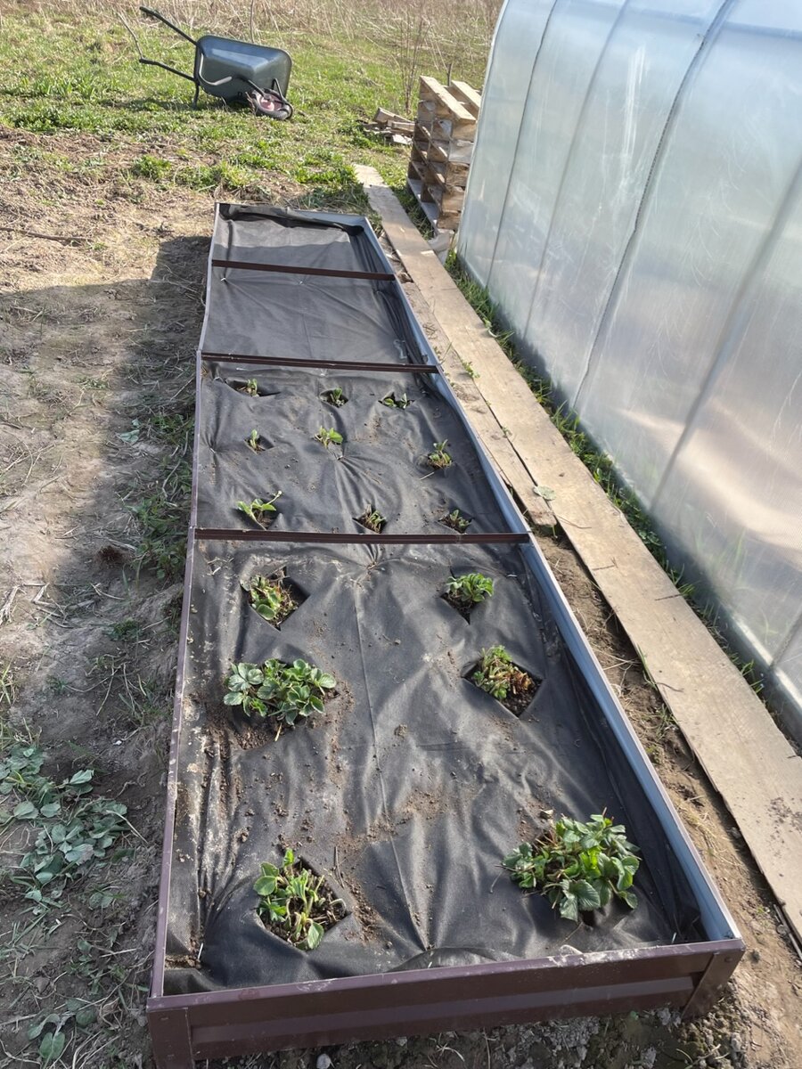 Свои кусты закончились, буду докупать