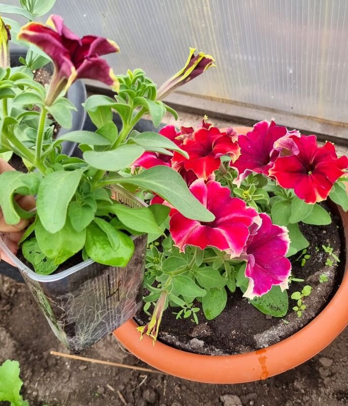 Петуния мартовская из черенков и январская