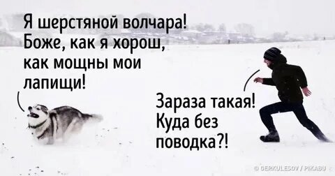 Мем из интернета прекрасно иллюстрирует,  что обычно хаски выгуливает человека,  а не наоборот. Но не только эта порода собак любит вести хозяина за собой.