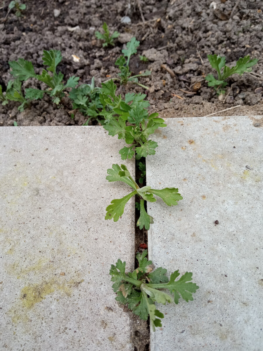 В тесноте, да не в обиде. | Цветник для начинающих | Дзен