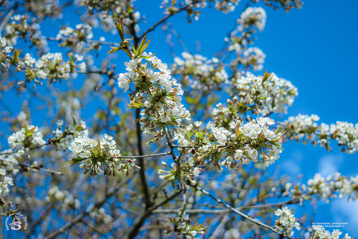  Цветение вишни 🌸 
Снято: 24 мая 2020 года
Фотограф: Анастасия Белякова