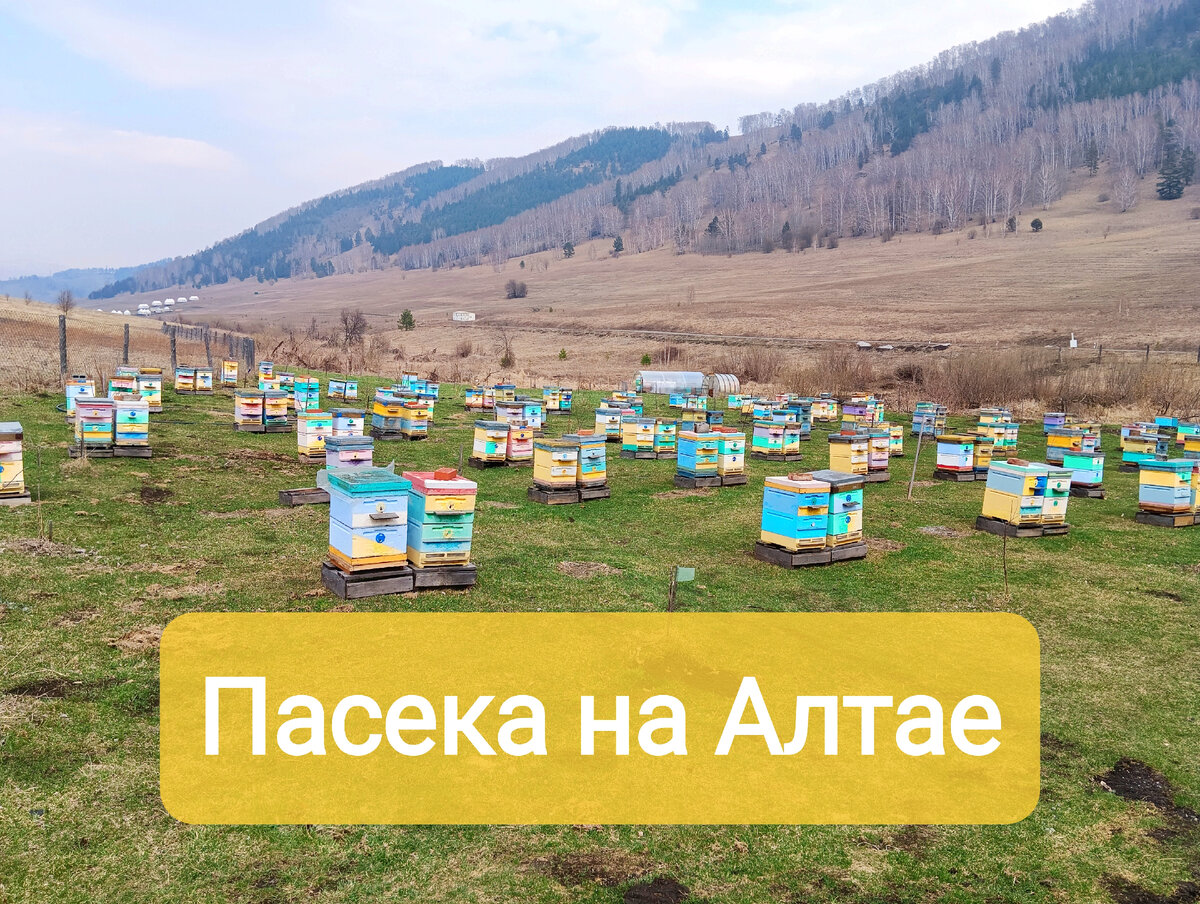 Пасека
