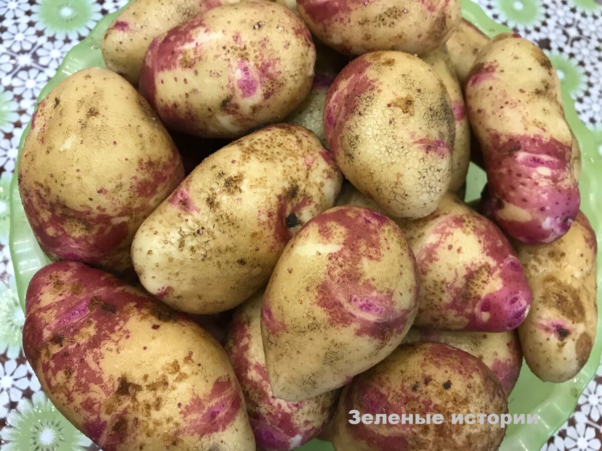 Распространенные схемы посадки картофеля