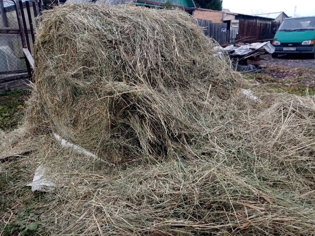 Раскрытый рулон. Теперь его надо убрать в мешки и отнести в сеновал. 