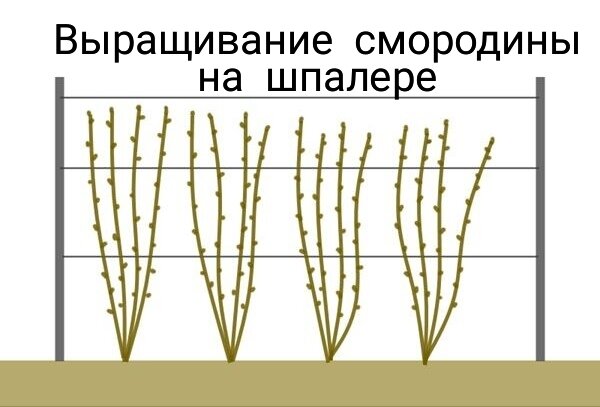 Выращивание смородины на шпалере