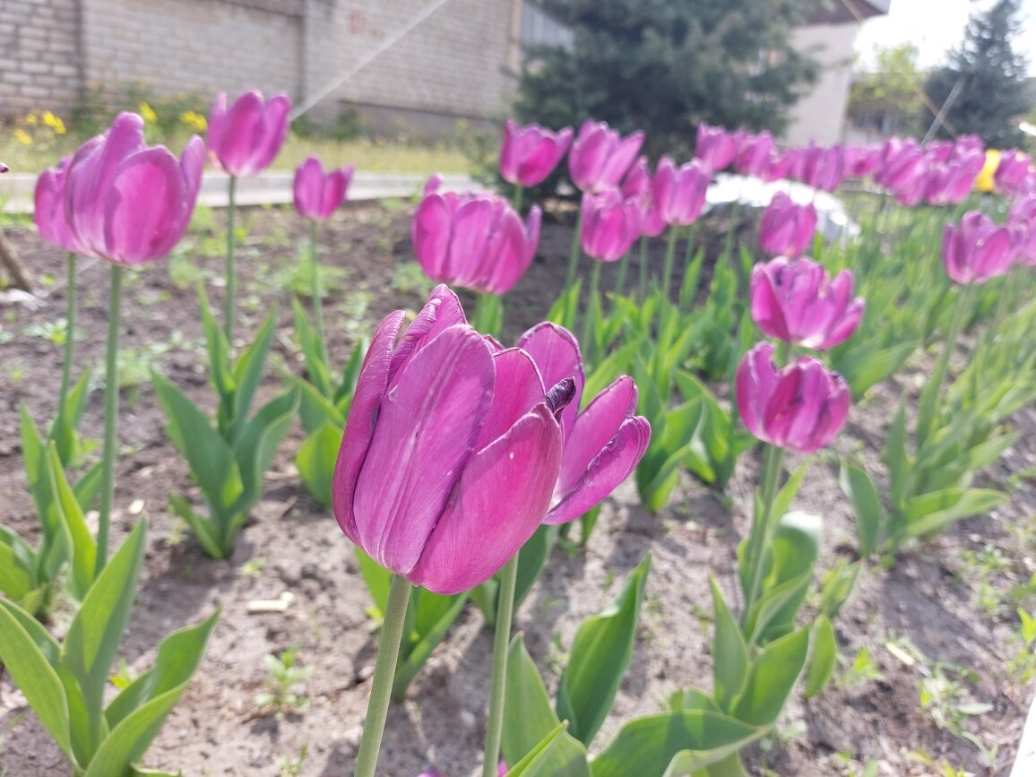 Как выглядит мой посёлок в майские праздники. Тюльпановые клумбы 🌷🌷🌷 |  Зелёная ведьма 🌿🌷🌼🌻🌸🌿 | Дзен