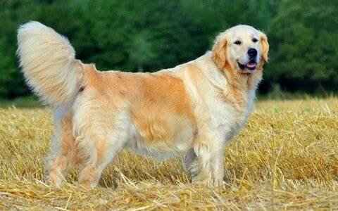 Голден-ретривер FCI 111