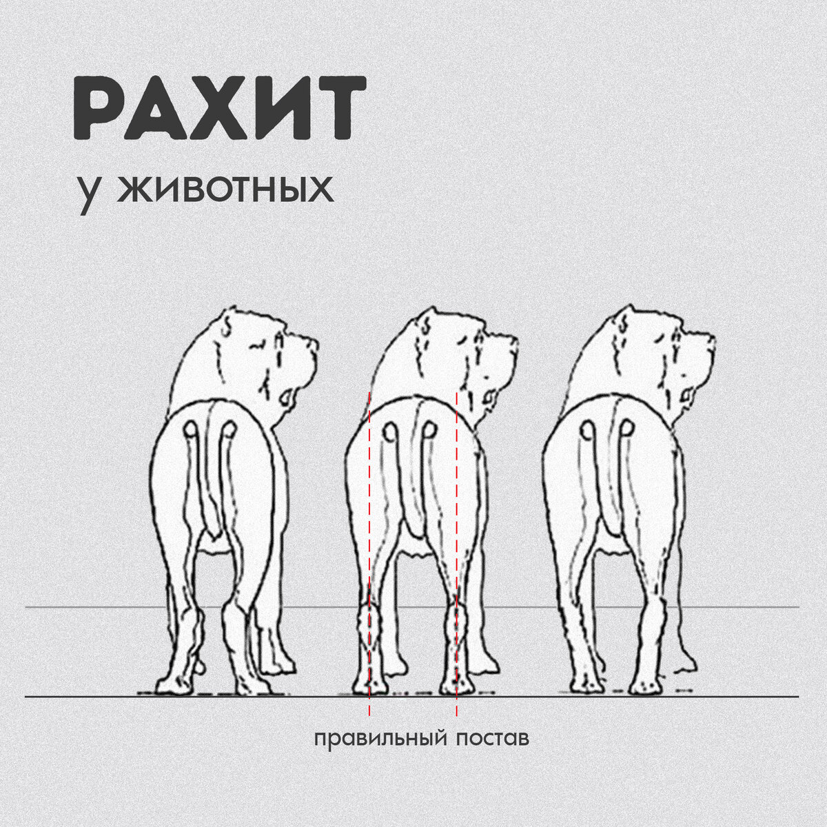 Рахит у домашних животных