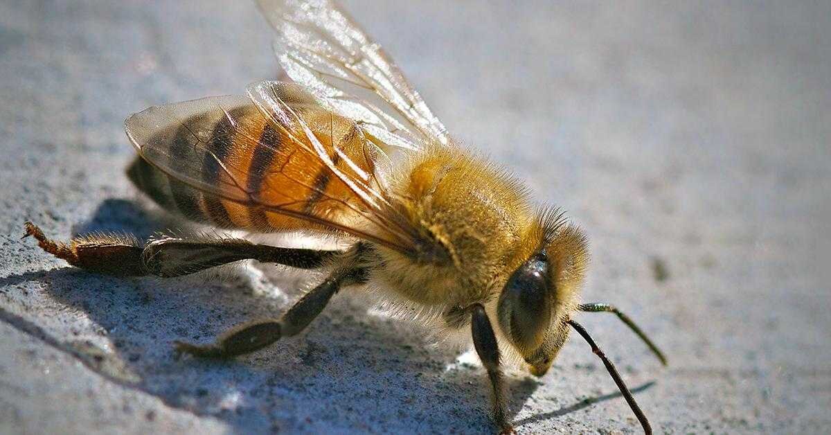 Африканизированная пчела-убийца