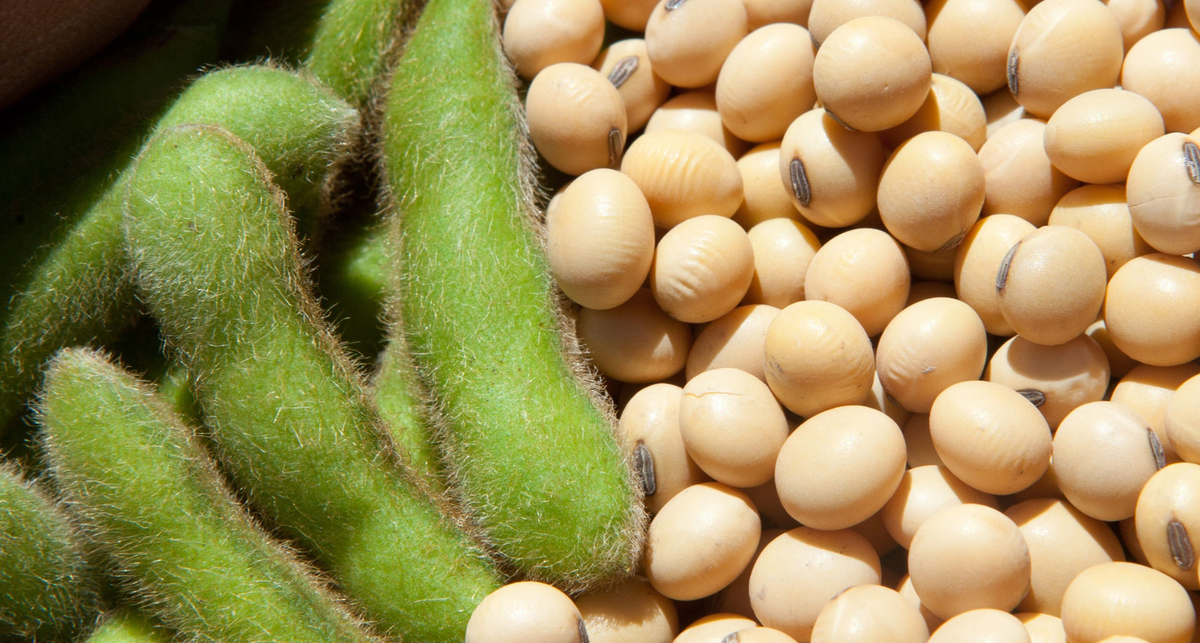 Фотография взята из источника yandex.ru