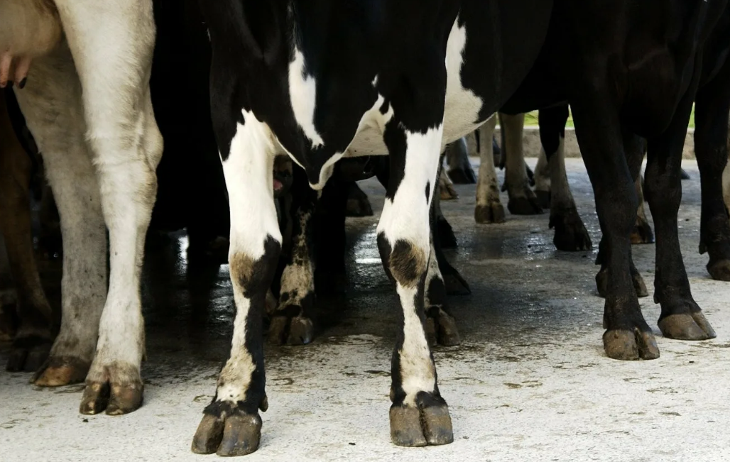 Здоровье копыт - залог высоких надоев