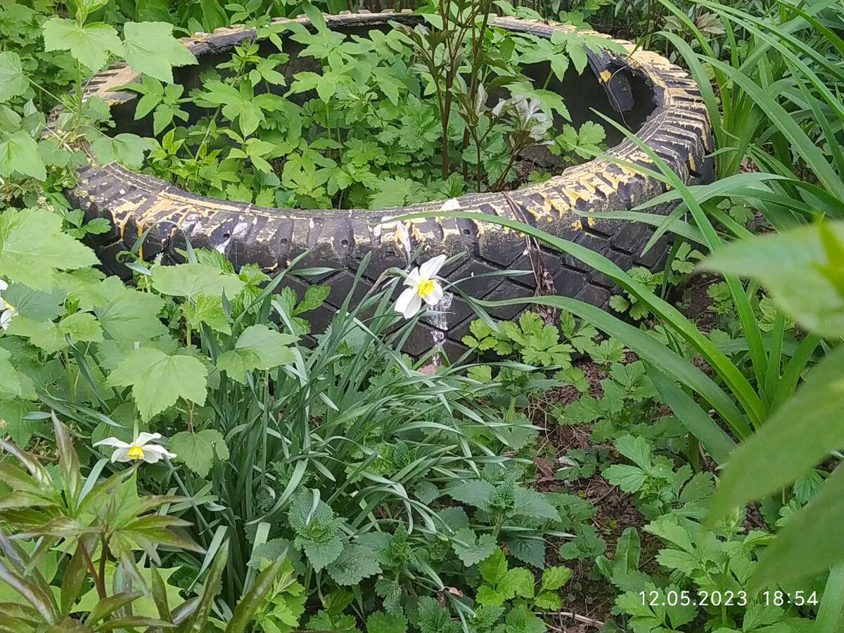 Цветы | Природа | Фото автора