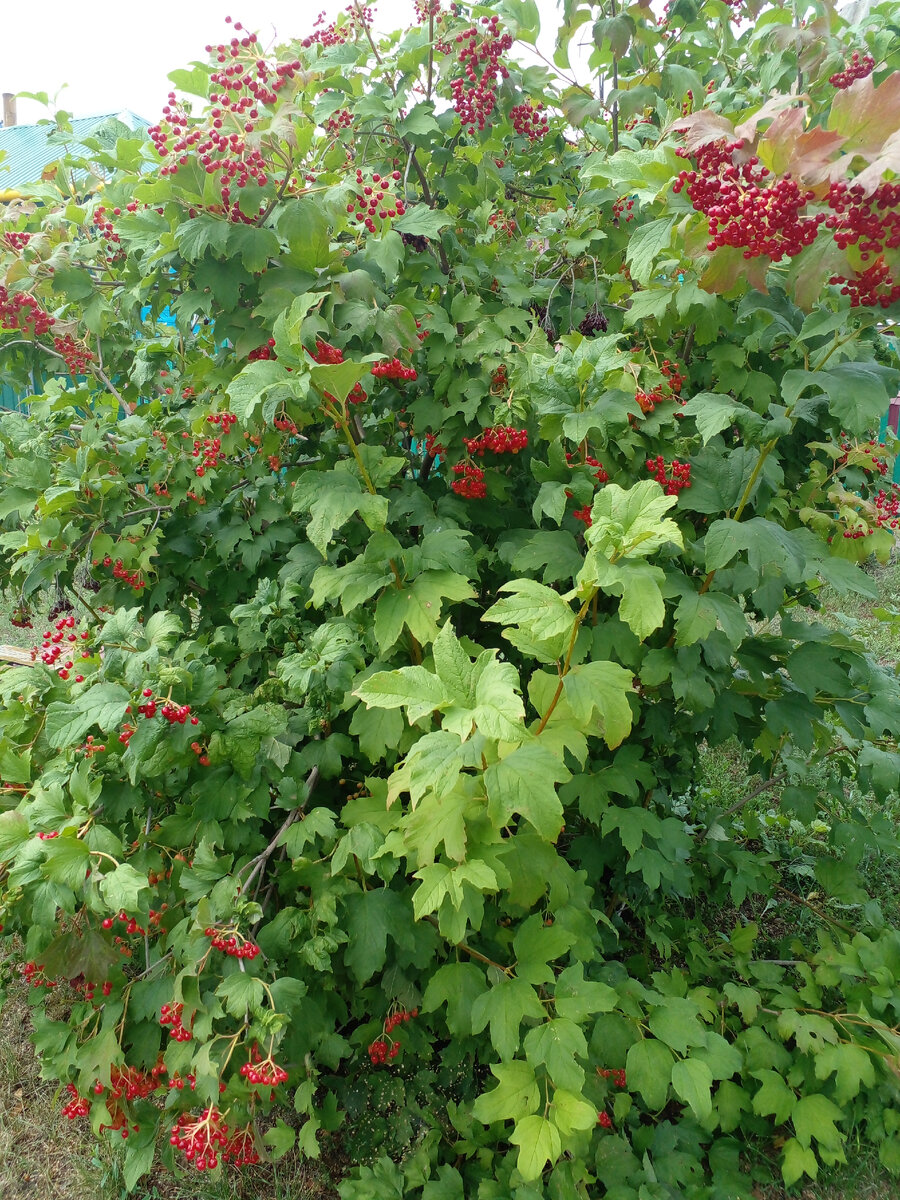 личное фото Смирновой Н.Е. Опять не яблочки. говорят куст калины