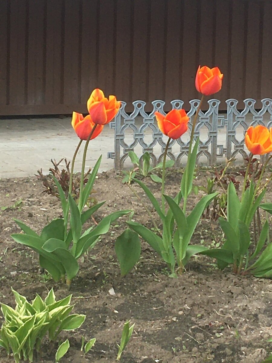 Мимо проходила и решила запечатлеть красоту