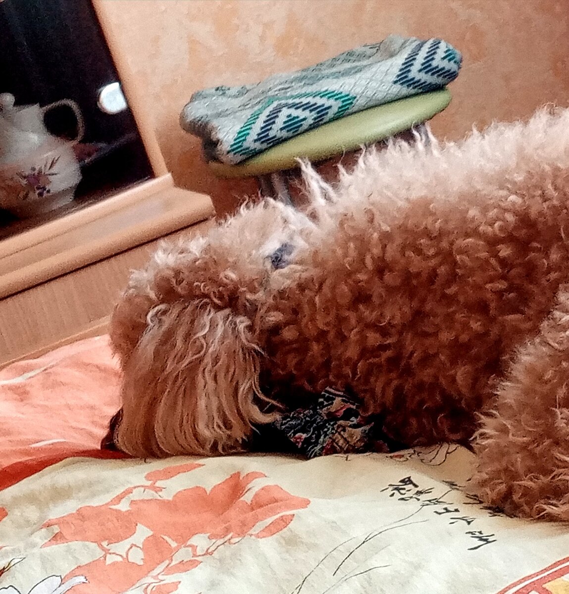 Чили страдает. Надели намордник. Похожа на домовенка, лохмуша. 