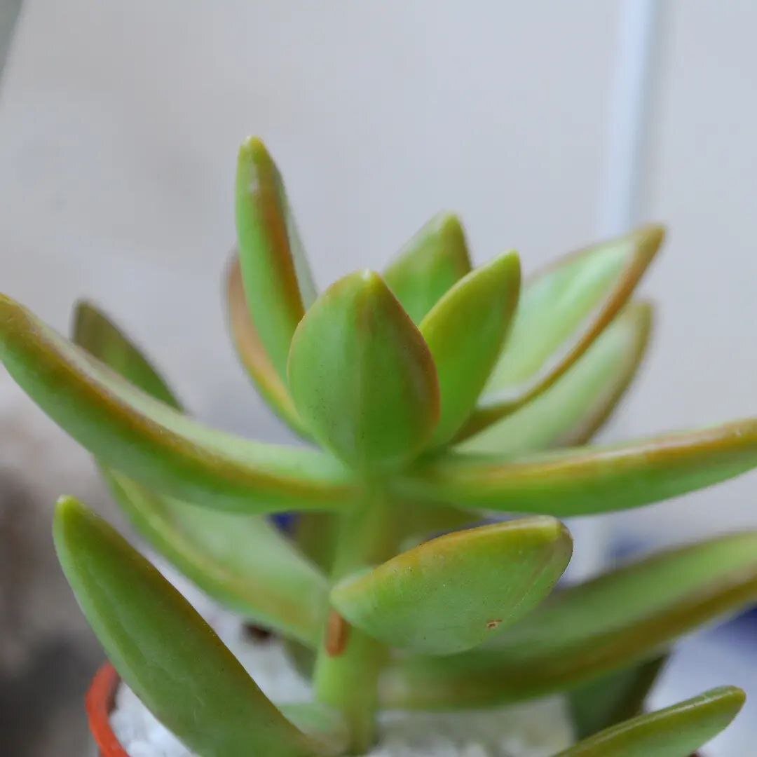 Седум Нуссбаумера (Sedum nussbaumerianum) - тургор есть, 3 дня с момента полива