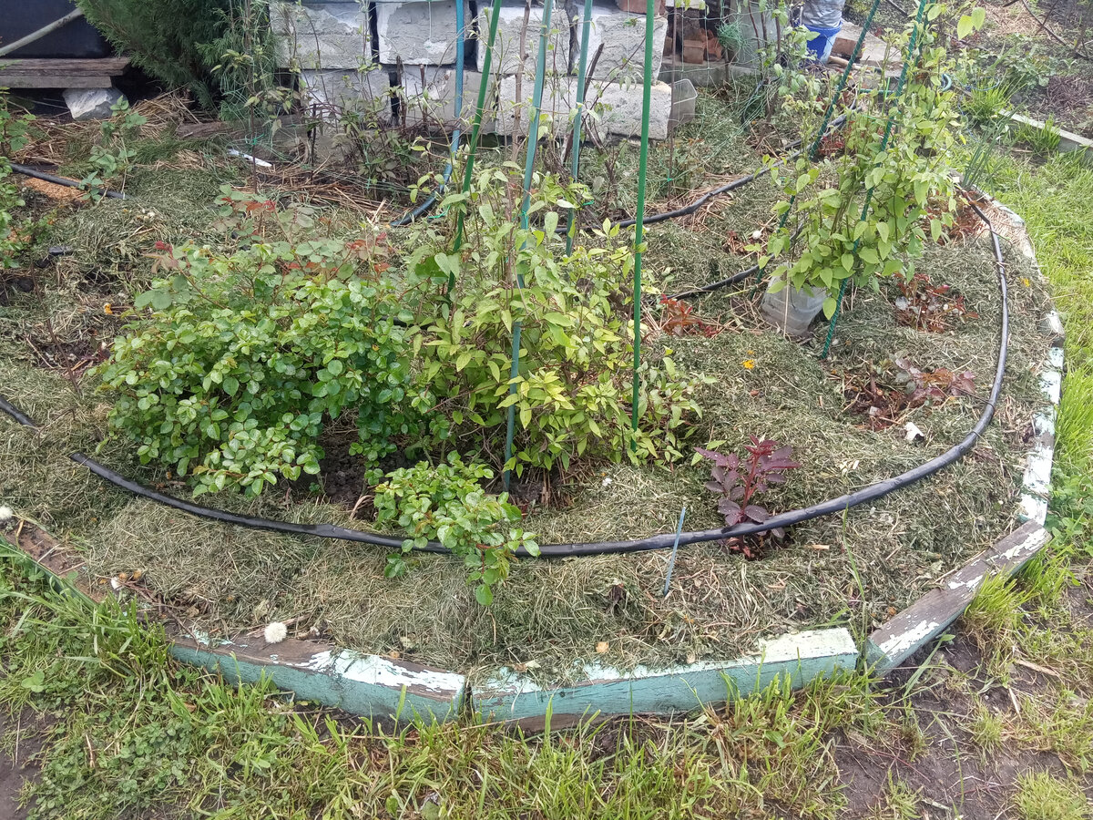 Первая моя в этом году замульчированная клумба с розами и клематисами
