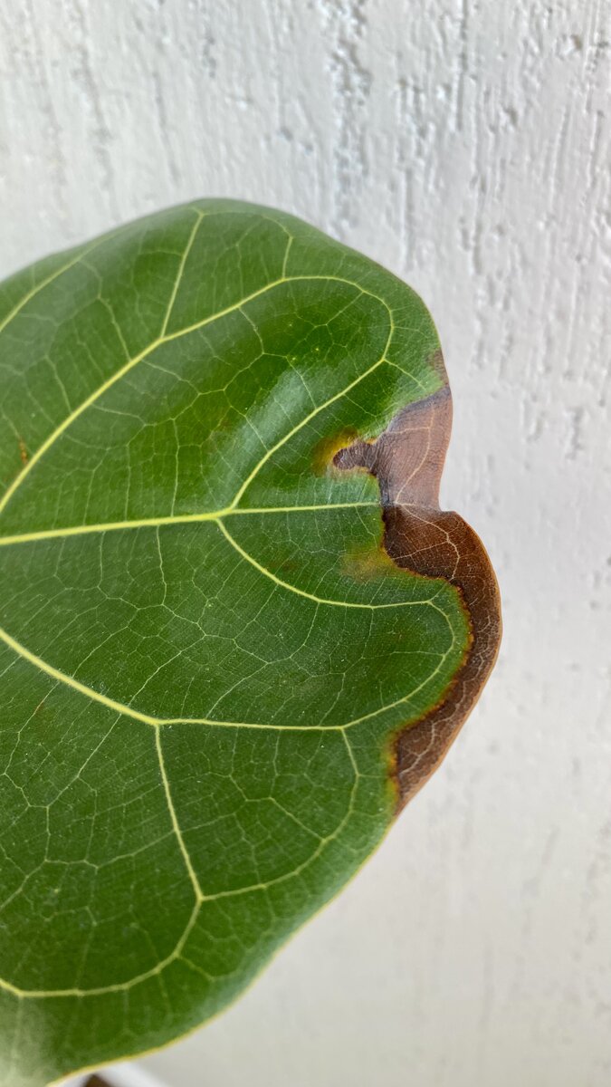 Фикус Бенджамина (Ficus benjamina)