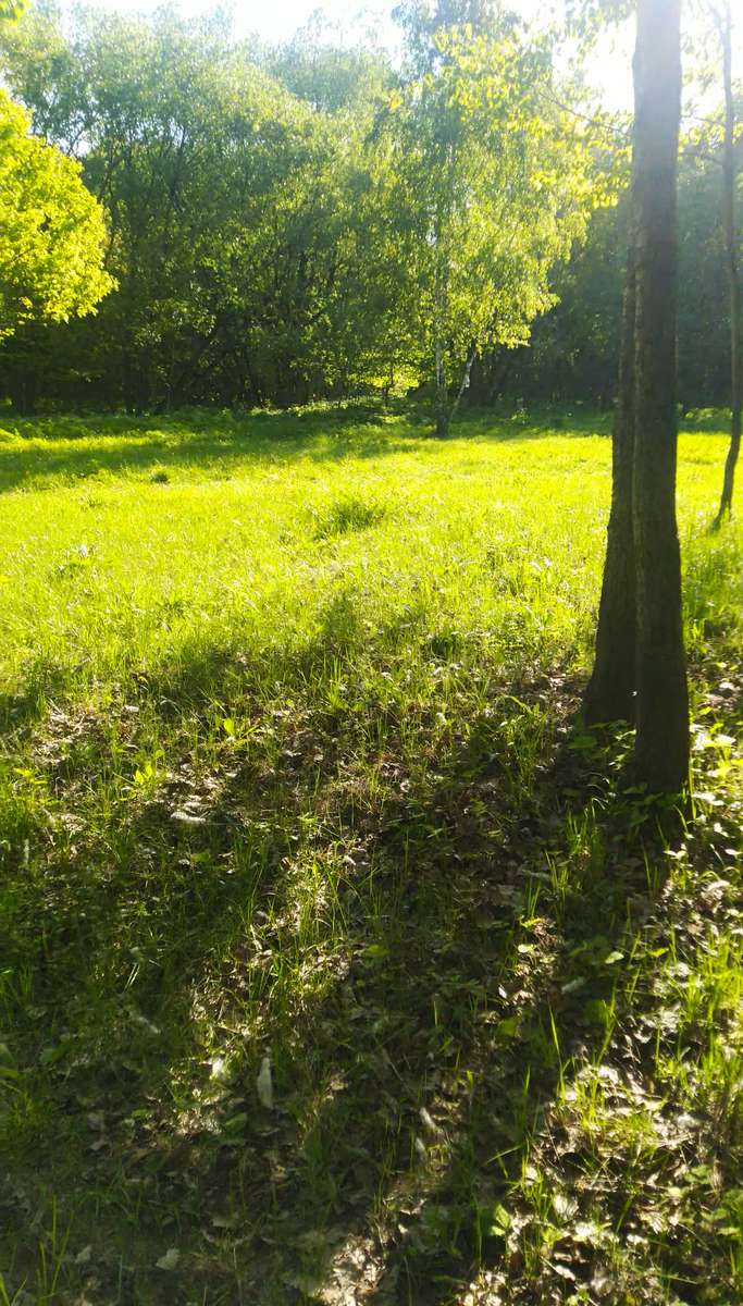 Залитая солнцем поляна