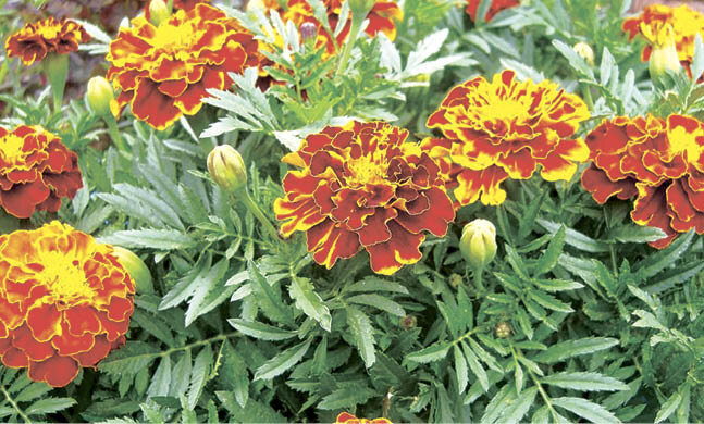 Фото: pro–dachnikov.com