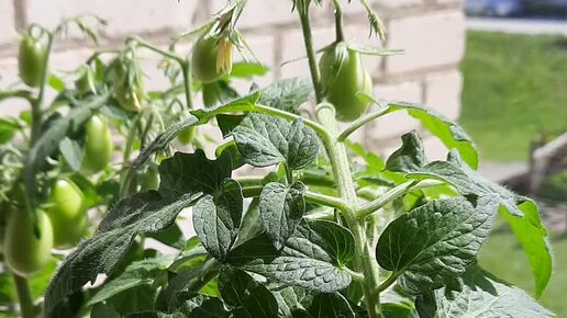 Добрая Фея | Балконные помидорки | Дзен