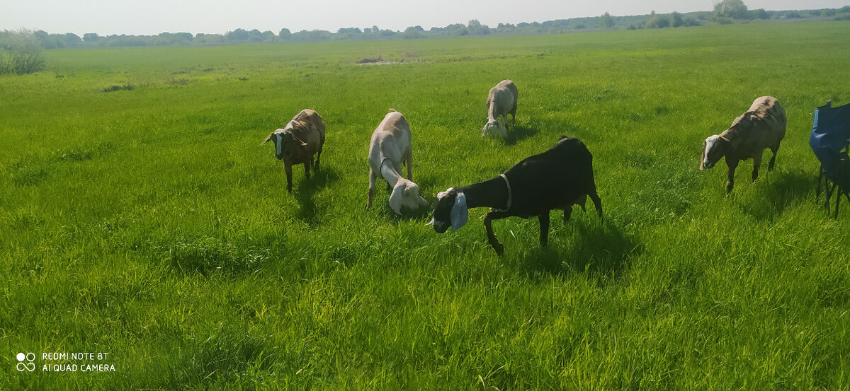 Для оценки величины кругов- все козы в центре.