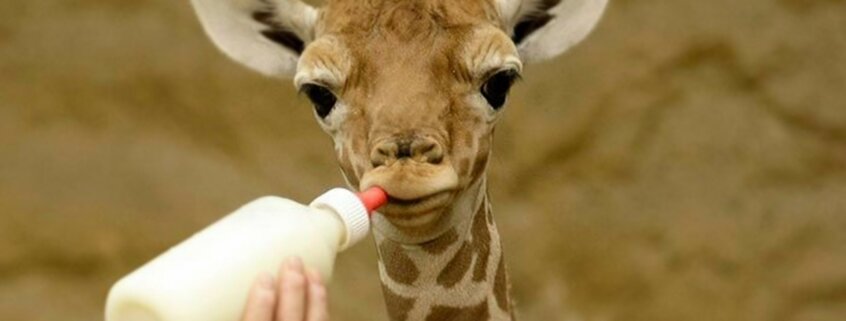 картинка из интернета