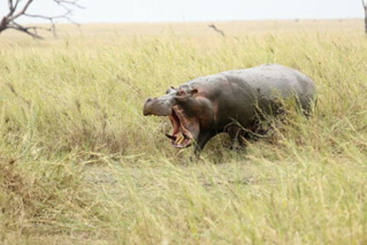 Бегемот чувствует опасность