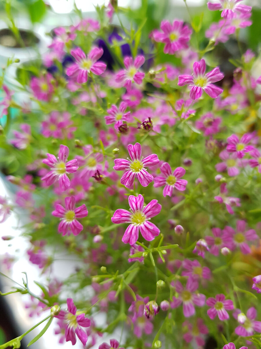 Вождение, поход в питомник и цветы, которые я выбрала 🌺 | Изюминка 💌 |  Дзен