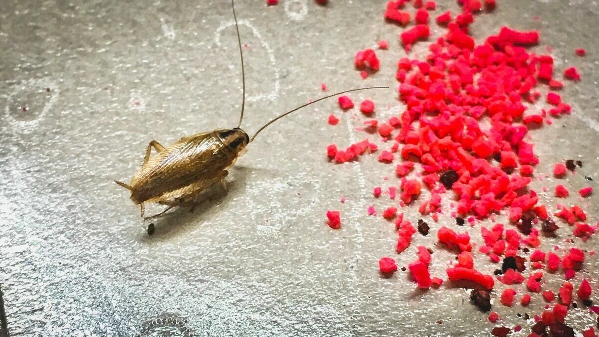     Подписчики паблика «Типичный Тобольск» сообщают об огромном количестве тараканов в 8 микрорайоне, прямо возле 12-й школы. Горожане полагают, что их могли принести дезинфекторы.