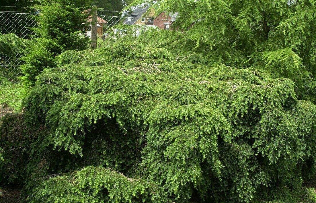 Тсуга в дизайне сада