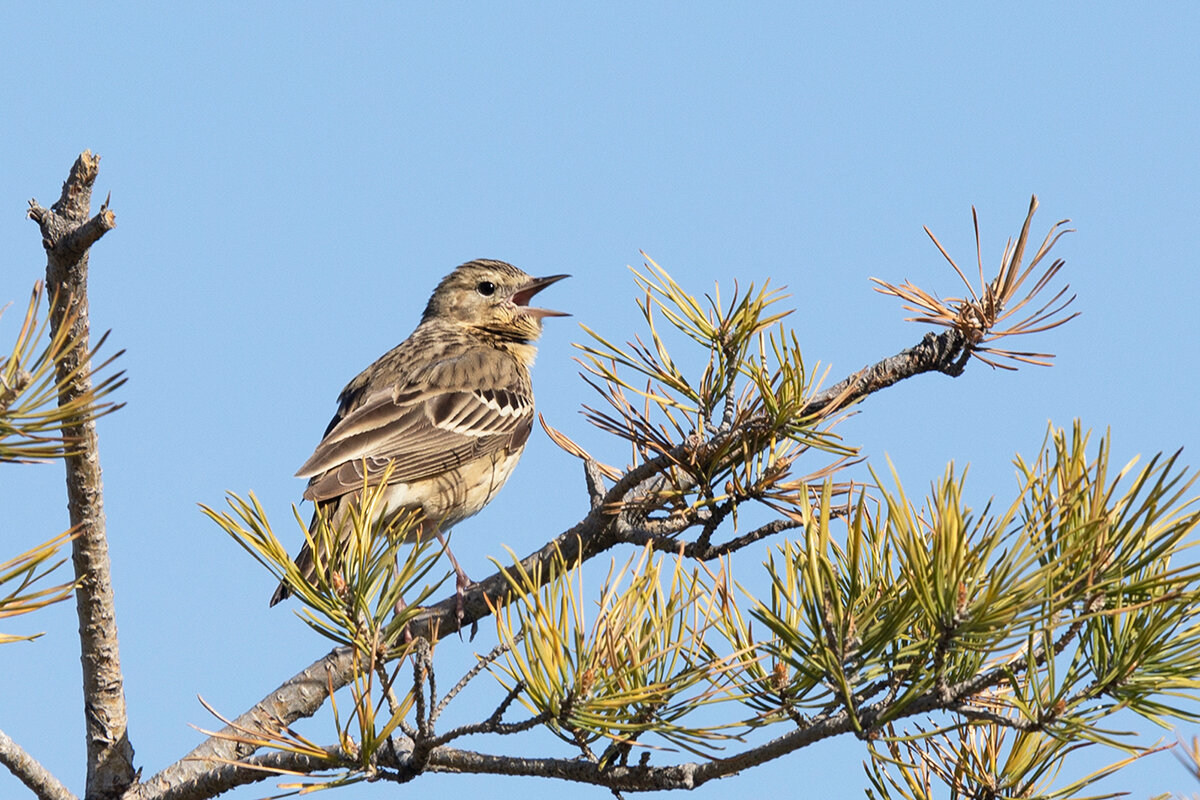 лесной конек